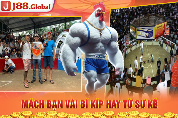 Mách bạn vài bí kíp hay từ sư kê Mách bạn vài bí kíp hay từ sư kê